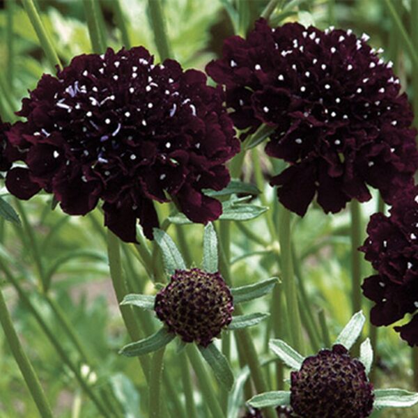 Skabioza, "Black knight" (Scabiosa atropurpurea) 0,5g