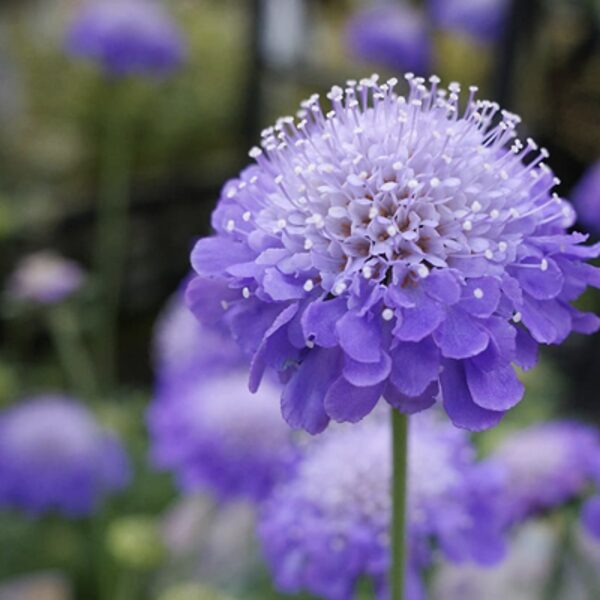 Skabioza, "Blue cockade" (Scabiosa atropurpurea) 0,5g