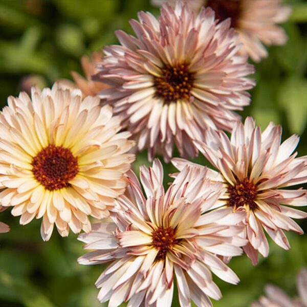 Kliņģerīte "Pygmy buff" (Calendula officinalis), 1g