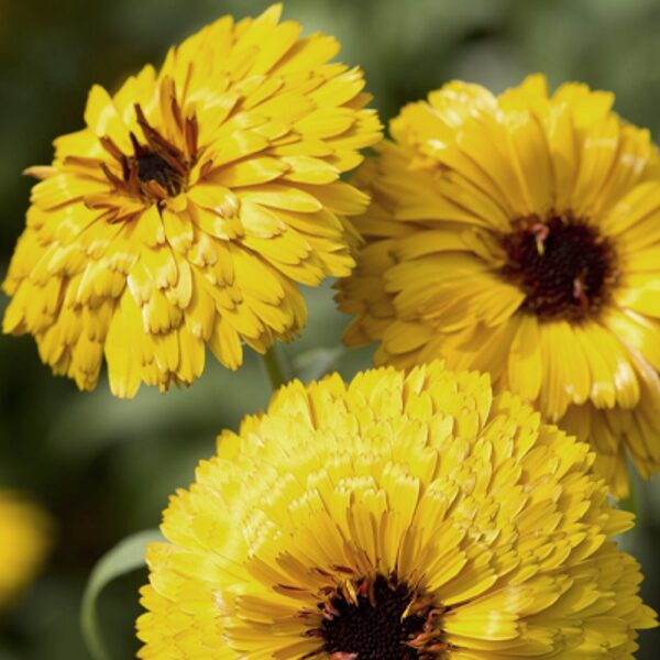 Kliņģerīte "Bull’s eye" (Calendula officinalis), 1g