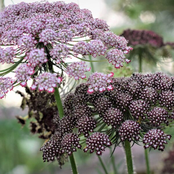 Ornamental Carrot (Daucus carota)