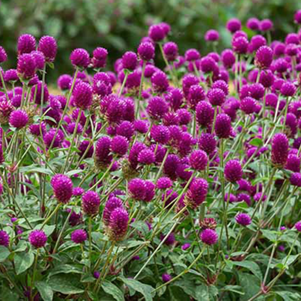Lodveida gomfrēna, violeta (Gomphrena globosa), 0,3g