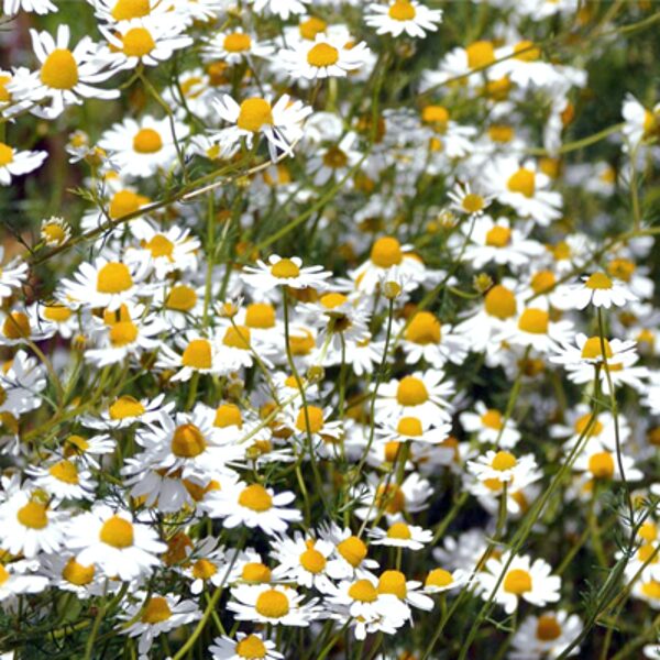Chamomile (Matricaria chamomilla) 0,2g