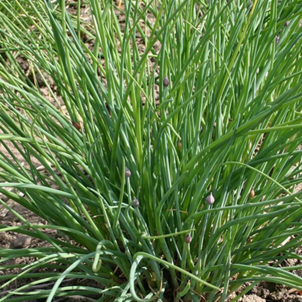 Chives (Allium schoenoprasum) 0,5g