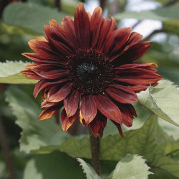Saulespuķe "Claret" (Helianthus annuus), 10 sēklas
