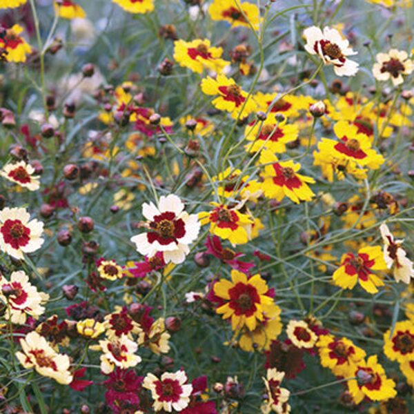 Brūnactiņa "Incredible tall mix" (Coreopsis x hyb) 0,5g