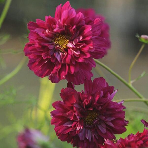 Divplūksnu kosmeja, "Double Click Cranberries" (Cosmos bipinnatus), 10 sēklas