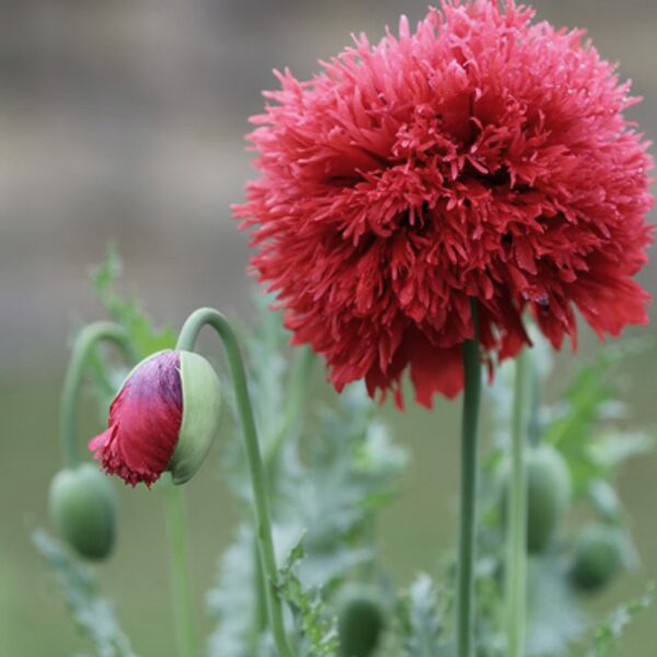 Miega magone "Crimson feathers" (Papaver somniferum) 0,5g