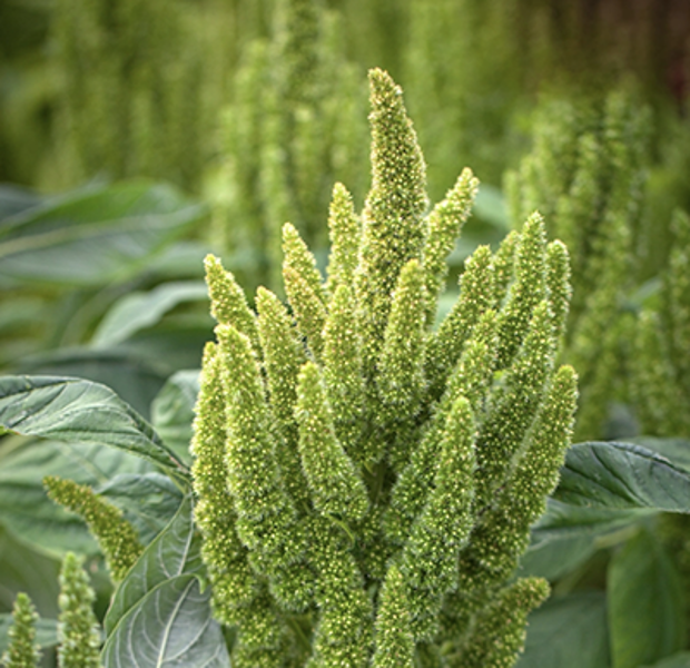 Amarants "Green thumb" (Amaranthus cruentus)