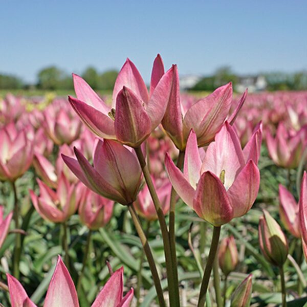 Tulpe "Danique", sīpoli 20gb