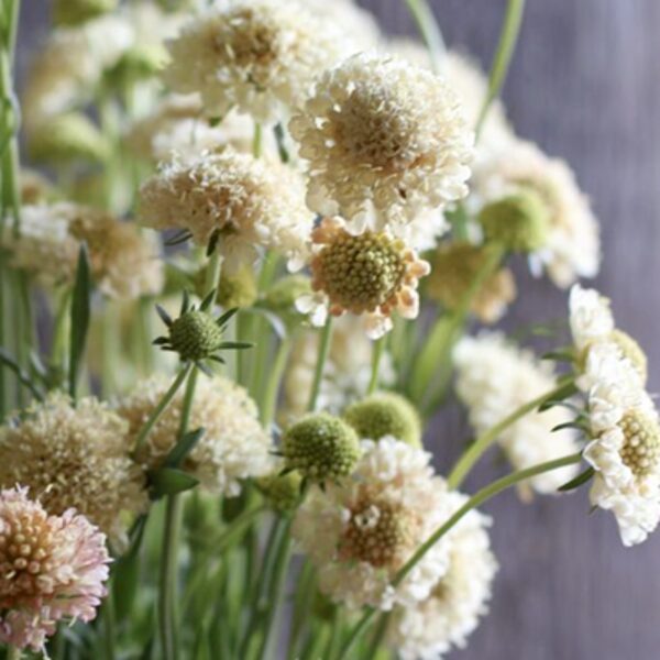 Skabioza, "Fata morgana" (Scabiosa atropurpurea) 0,5g