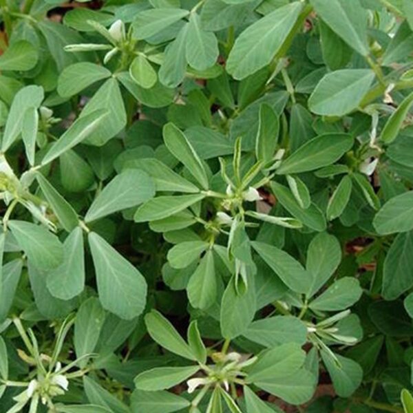 Sierāboliņš, Sieramoliņš (Trigonella foenum-graecum), 5g