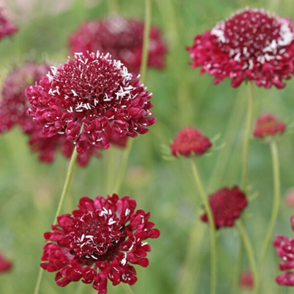Skabioza, "Fire king" (Scabiosa atropurpurea) 0,5g