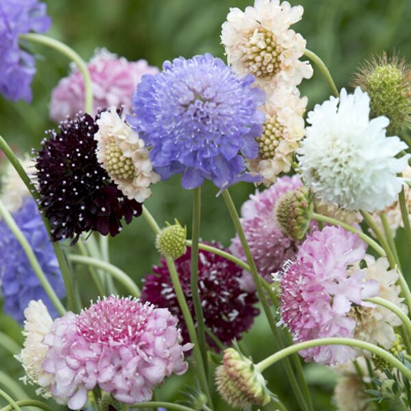 Skabioza, mix (Scabiosa atropurpurea), 0,5g