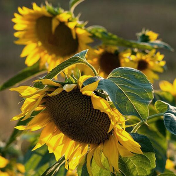 Saulespuķe "Mongolijas gigants" (Helianthus annuus), 10 sēklas
