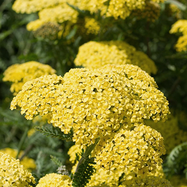 Vīgriežu pelašķis "Cloth of Gold" (Achillea filipendulina) 0,1g