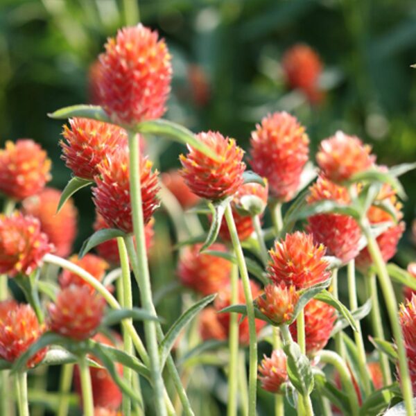 Lodveida gomfrēna, oranža (Gomphrena globosa), 0,3g