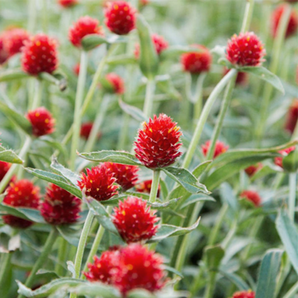 Lodveida gomfrēna, sarkana (Gomphrena globosa), 0,3g
