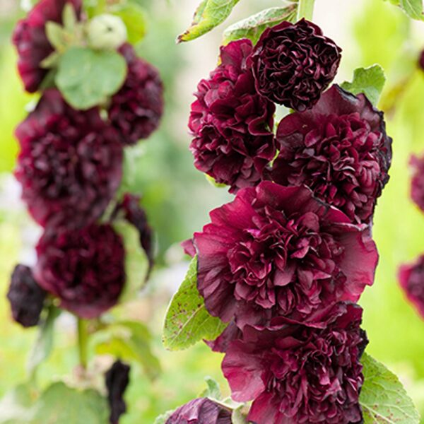 Common hollyhock "Chater's Maroon" (Alcea rosea), 10 seeds