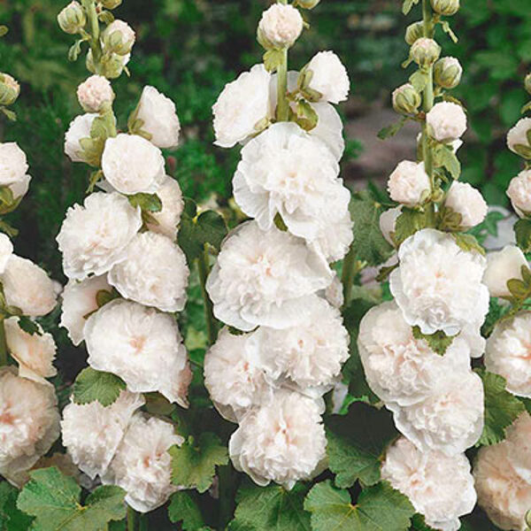 Common hollyhock "Chater's White" (Alcea rosea) 0,2g
