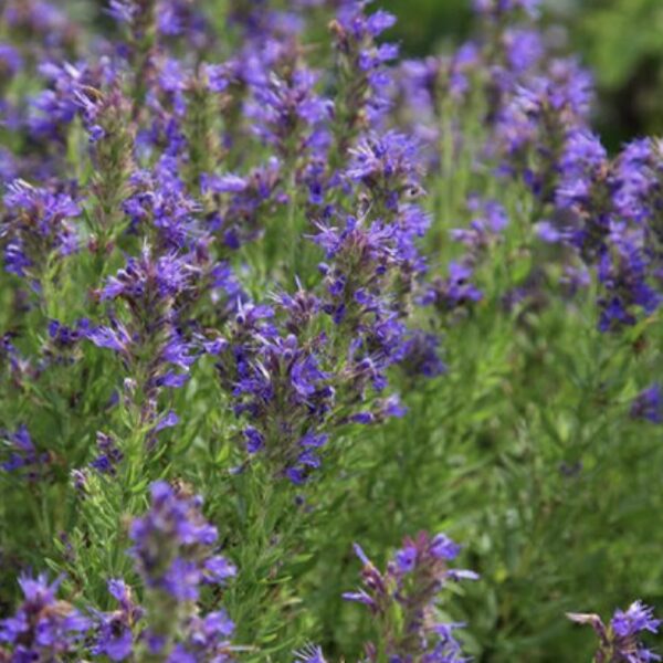 Ārstniecības izops (Hyssopus officinalis) 0,1g