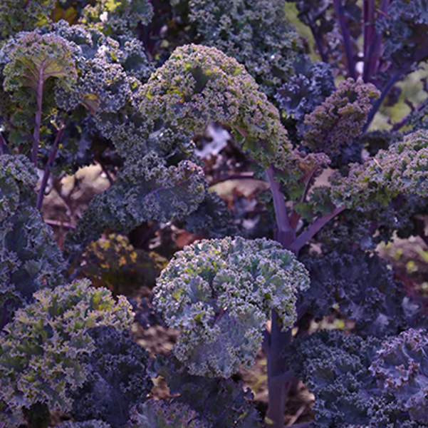 Kale "Curly Scarlet" (Brassica oleracea), 20 seeds