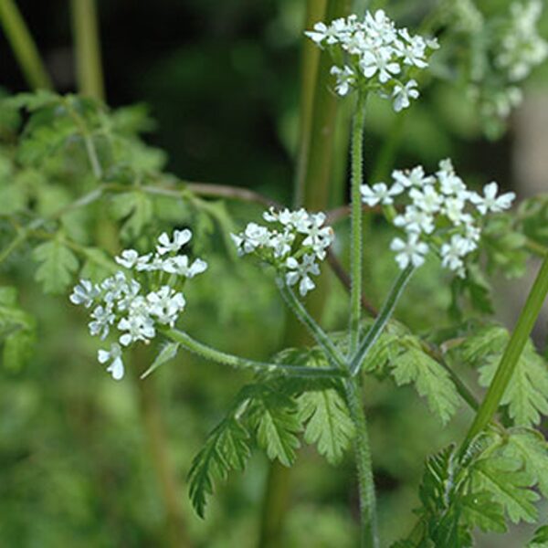 Kārvele (Anthriscus cerefolium) 0,5g