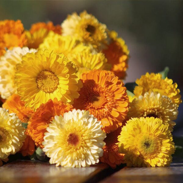Common Marigold, mix (Calendula officinalis), 1g
