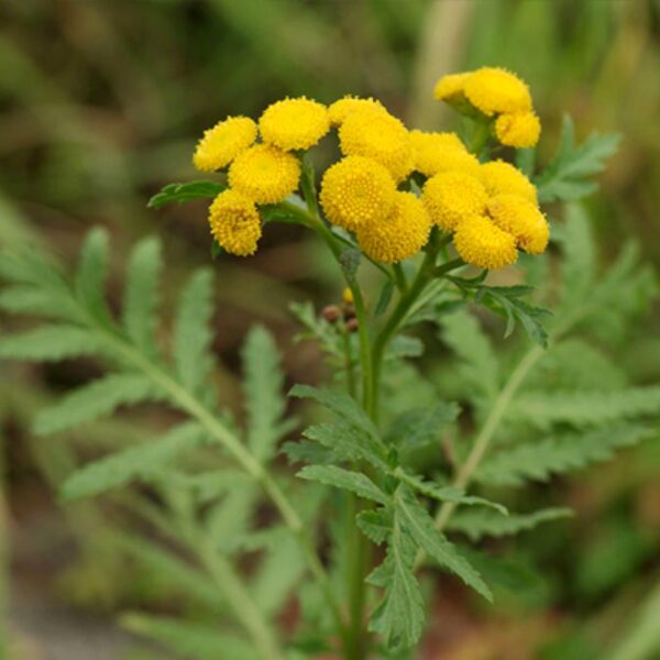 Parastais biškrēsliņš (Tanacetum vulgare) 0,1g