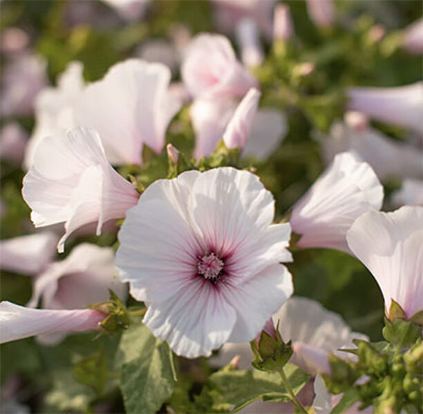 Trīsmēnešu lavatēra "Dwarf Pink Blush" (Lavatera trimestris) 0,5g