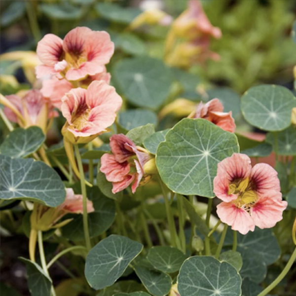 Garden nasturtium 'Ladybird rose' (Tropaeolum majus) 2g