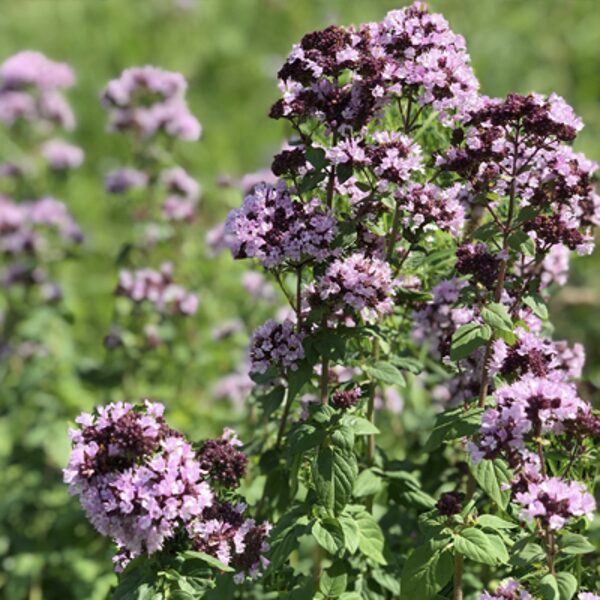 Raudene, Oregano (Origanum vulgare) 0,2g