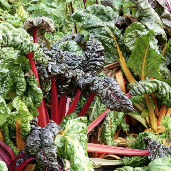 Mangolds "Bright Lights" (Beta vulgaris subsp. cicla), 2g