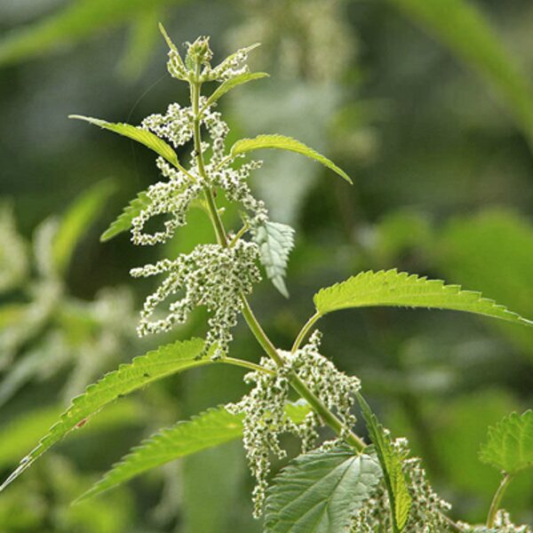 Lielā nātre (Urtica dioica) 0,1g