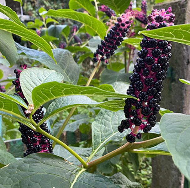 Ogainā fitolaka (Phytolacca acinosa var. esculenta), 10 sēklas