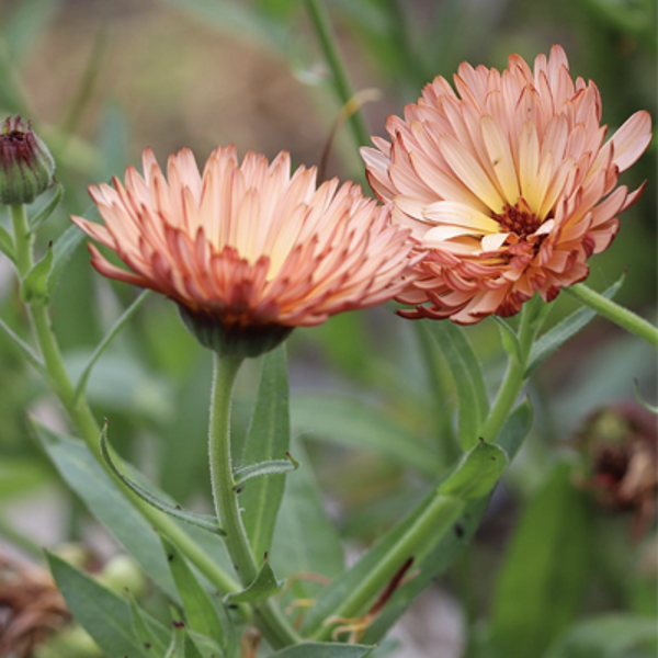 Kliņģerīte "Orange flash" (Calendula officinalis) 0,5g