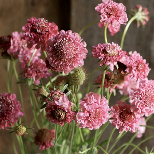Skabioza, "Salmon queen" (Scabiosa atropurpurea) 0,5g