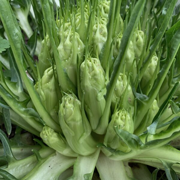 Cigoriņš "Puntarelle di Galatina" (Cichorium intybus), 2g