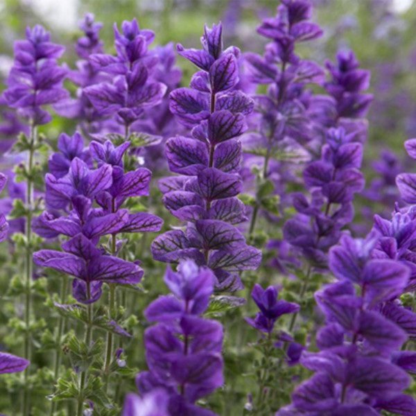 Raibziedu salvija, violeta (Salvia viridis), 0,5g