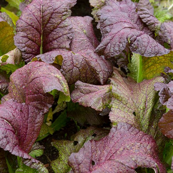 Lapu sinepes "Red giant" (Brassica juncea) 1g