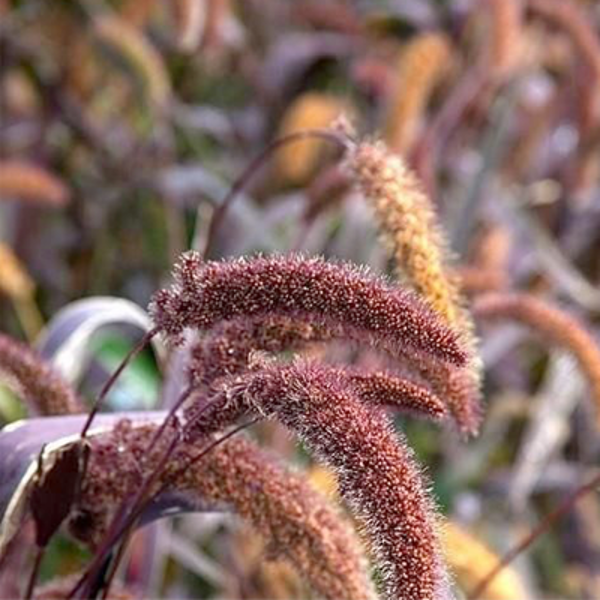 Foxtail millet "Red Jewel" (Setaria italica)