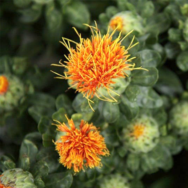 Krāsu saflors (Carthamus tinctorius)