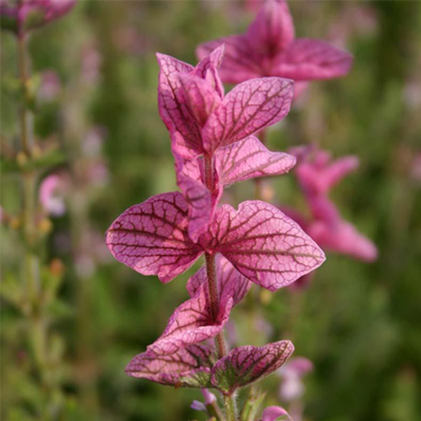 Raibziedu salvija "Pink Sunday" (Salvia viridis) 0,2g