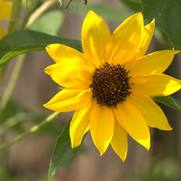 Gurķulapu saulespuķe (Helianthus debilis) 20 sēklas