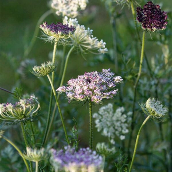 Savvaļas burkāni, dekoratīvie (Daucus carota)