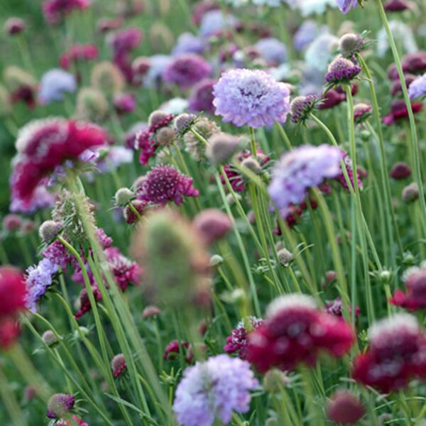 Skabioza, mix (Scabiosa atropurpurea) 0,5g