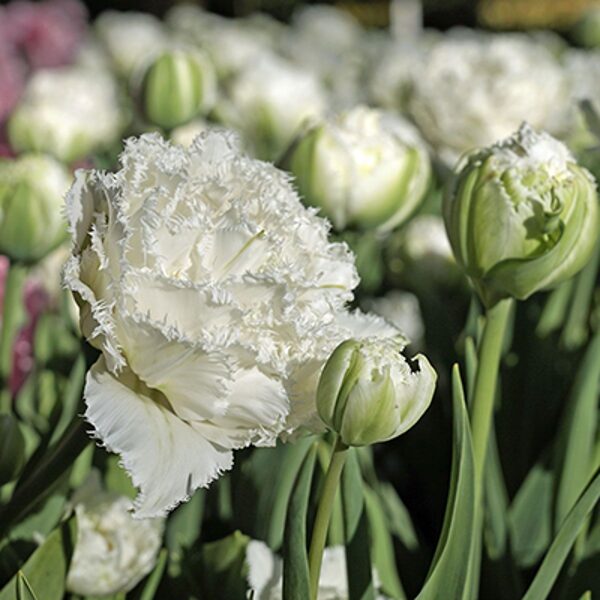 Tulpes "Snow crystal", sīpoli 1000gb