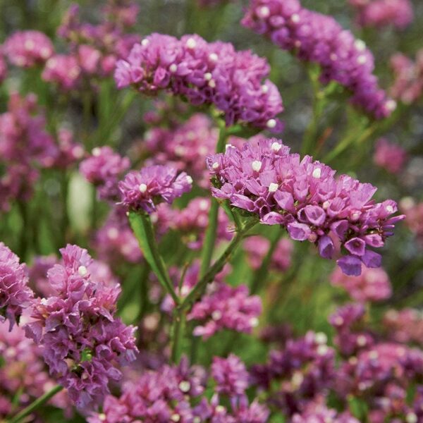 Jomotā limonija "Forever Rose" (Limonium sinuatum) 0,2g