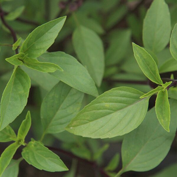 Baziliks "Taizemes" (Ocimum basilicum) 0,1g