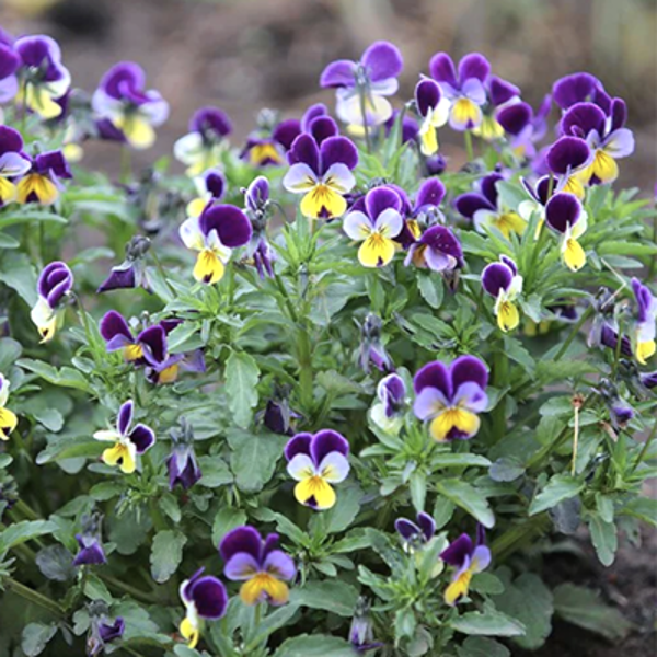 Trejkrāsu vijolīte (Viola tricolor) 0,2g